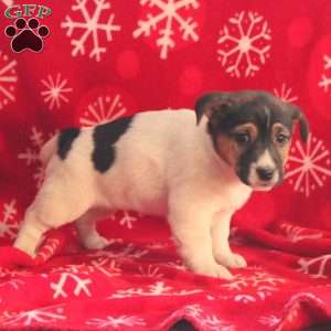 Ruby, Jack Russell Terrier Puppy