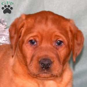 Ruby, Fox Red Labrador Retriever Puppy