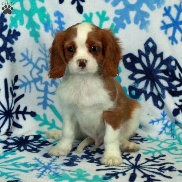 Rudolph, Cavalier King Charles Spaniel Puppy