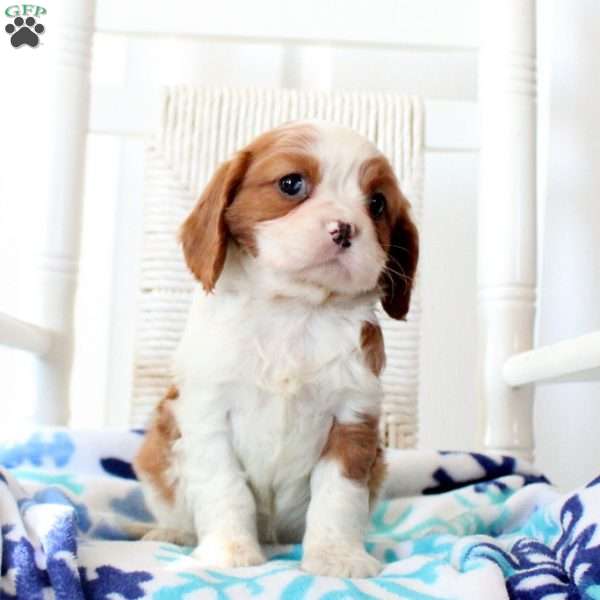 Rudolph, Cavalier King Charles Spaniel Puppy