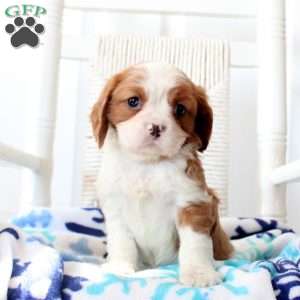 Rudolph, Cavalier King Charles Spaniel Puppy