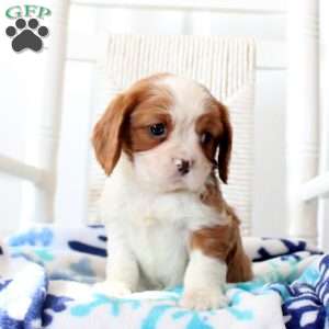 Rudolph, Cavalier King Charles Spaniel Puppy