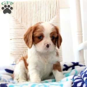 Rudolph, Cavalier King Charles Spaniel Puppy