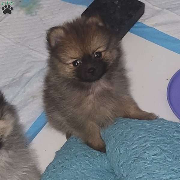 Rudolph, Pomeranian Puppy