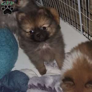 Rudolph, Pomeranian Puppy