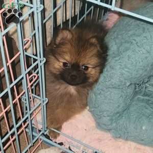 Rudolph, Pomeranian Puppy