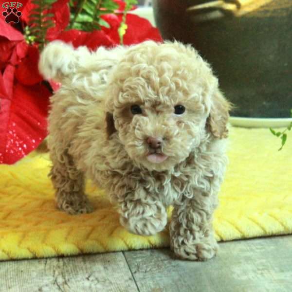 Rudy, Toy Poodle Puppy