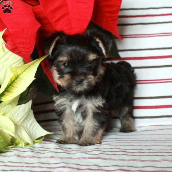 Rudy, Yorkie Puppy