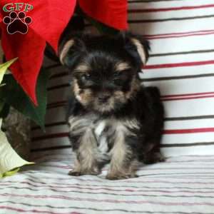 Rudy, Yorkie Puppy