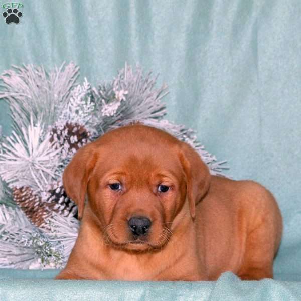 Ruger, Fox Red Labrador Retriever Puppy