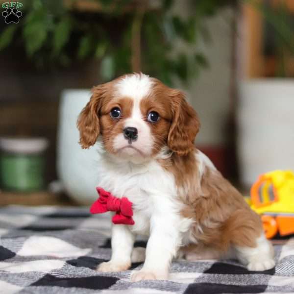 Rulph, Cavalier King Charles Spaniel Puppy