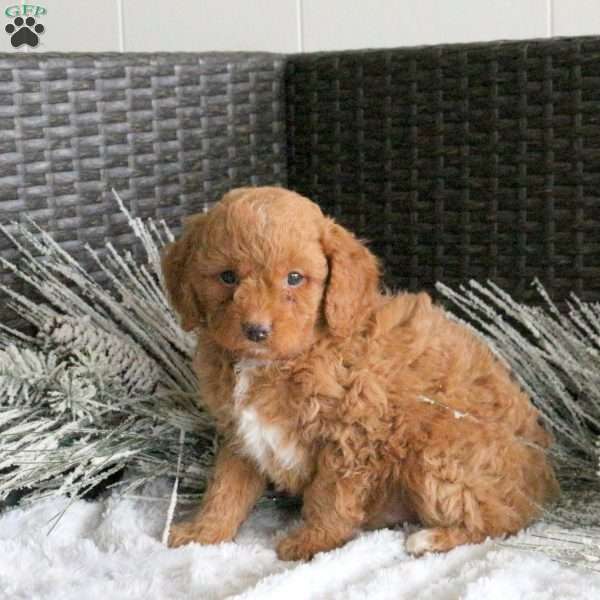 Rusty, Cavapoo Puppy