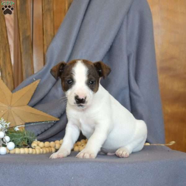 Rusty, Jack Russell Terrier Puppy