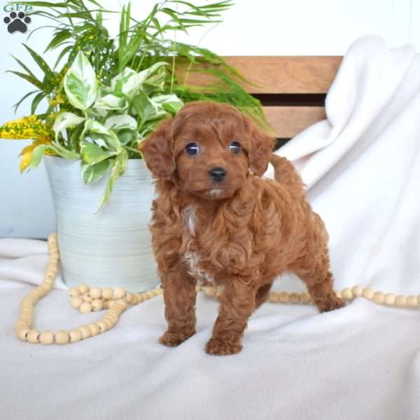 Rusty, Cavapoo Puppy