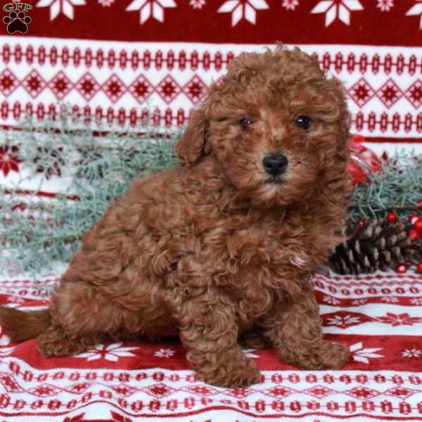 Rusty, Miniature Poodle Puppy