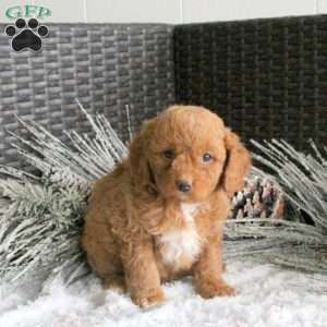 Rusty, Cavapoo Puppy