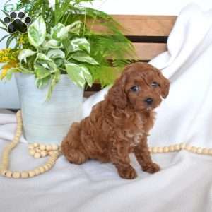 Rusty, Cavapoo Puppy