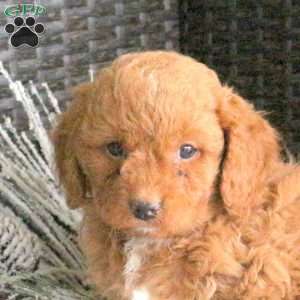 Rusty, Cavapoo Puppy