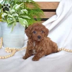 Rusty, Cavapoo Puppy