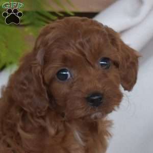 Rusty, Cavapoo Puppy