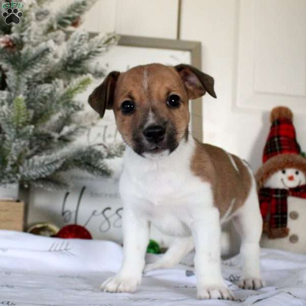 Rusty, Jack Russell Terrier Puppy