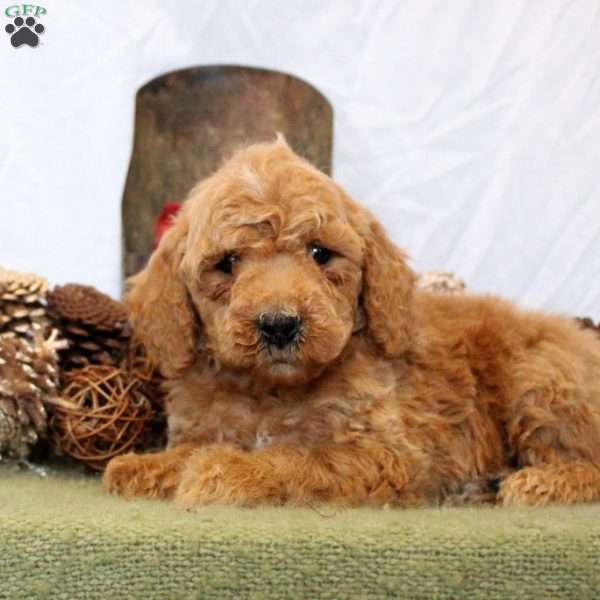 Rusty, Mini Goldendoodle Puppy