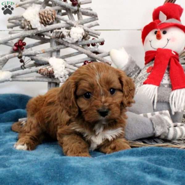 Rusty, Cavapoo Puppy