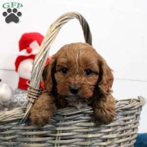 Rusty, Cavapoo Puppy