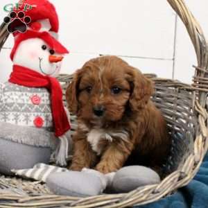 Rusty, Cavapoo Puppy