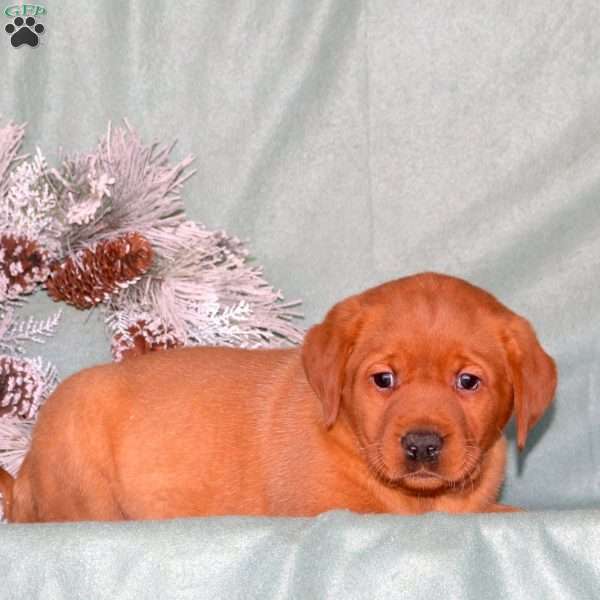 Ryan, Fox Red Labrador Retriever Puppy