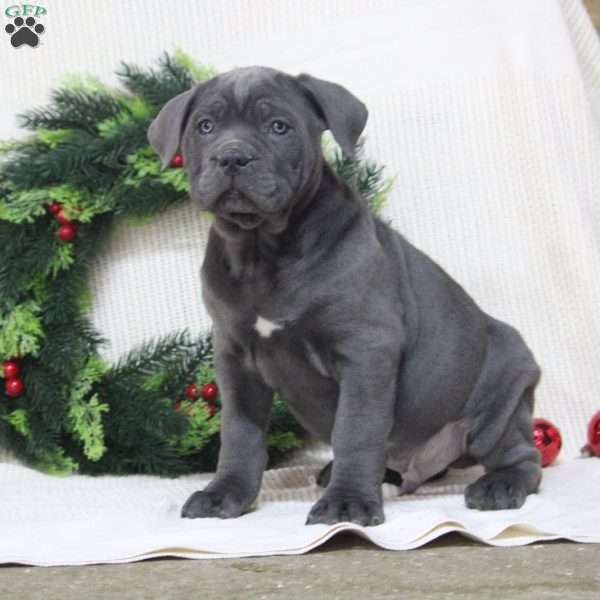 Ryan, Cane Corso Puppy