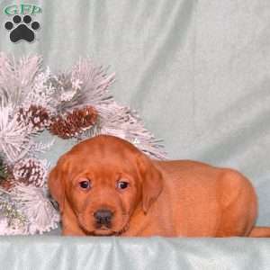 Ryan, Fox Red Labrador Retriever Puppy