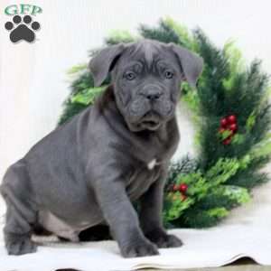 Ryan, Cane Corso Puppy