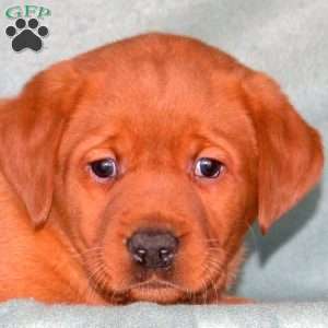 Ryan, Fox Red Labrador Retriever Puppy