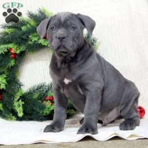 Ryan, Cane Corso Puppy