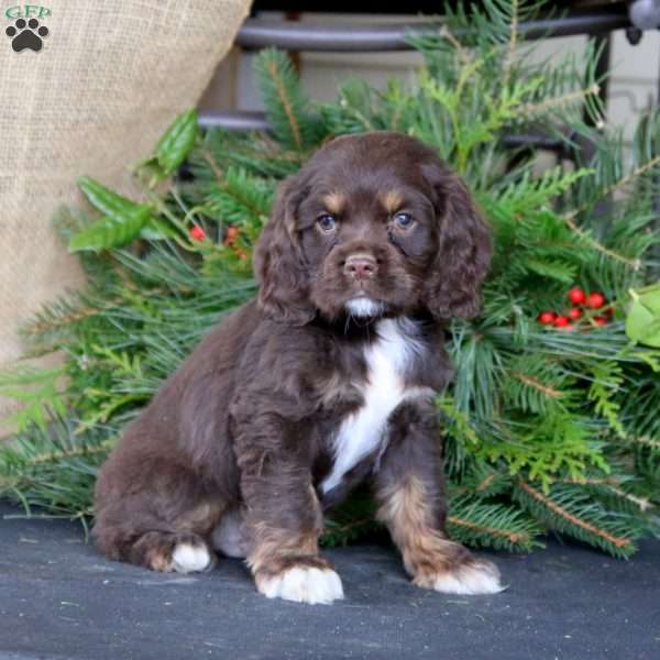 Ryan, Cocker Spaniel Puppy