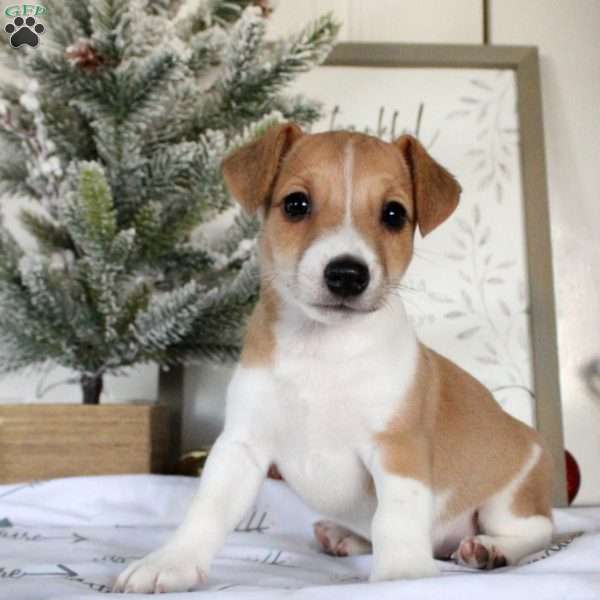 Ryan, Jack Russell Terrier Puppy