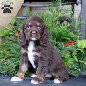 Ryan, Cocker Spaniel Puppy