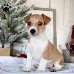 Ryan, Jack Russell Terrier Puppy