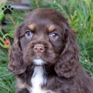 Ryan, Cocker Spaniel Puppy