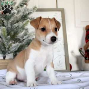 Ryan, Jack Russell Terrier Puppy