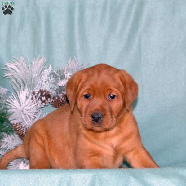 Ryder, Fox Red Labrador Retriever Puppy