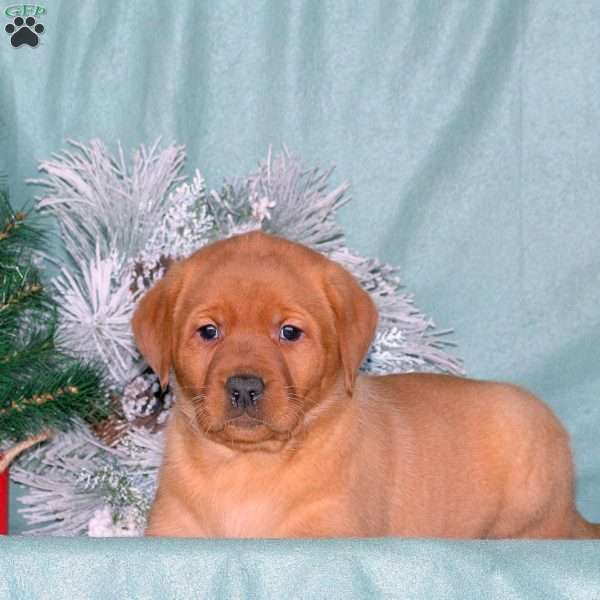 Rylee, Fox Red Labrador Retriever Puppy