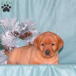 Rylee, Fox Red Labrador Retriever Puppy