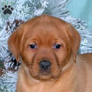 Rylee, Fox Red Labrador Retriever Puppy