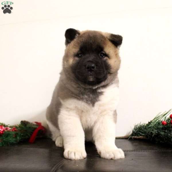 Rylee, Akita Puppy