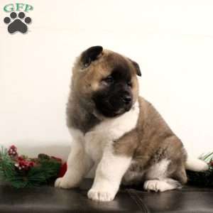 Rylee, Akita Puppy