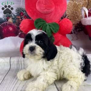 Penny, Cavapoo Puppy