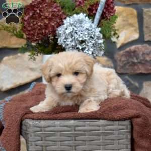 Simba, Maltipoo Puppy