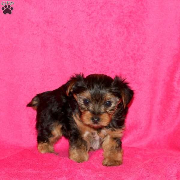 Sadie, Yorkie Puppy